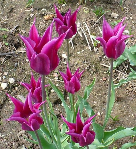 Tulip Purple Dream Vibrant Purple Flowers