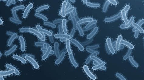 shigella spreads shigella shigellosis cdc