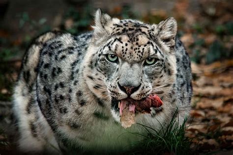 What Is The Apex Predator: Are Humans Apex Predators – VHKTX
