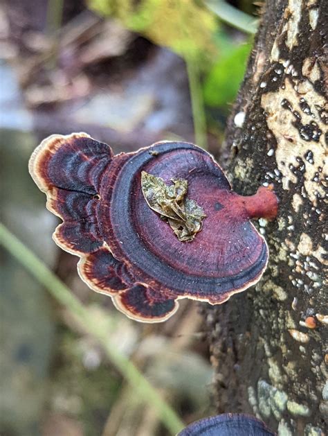 My Caterpillar Collection The Colourful Microporus Affinis Fungi In