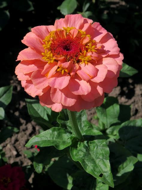 Цинния изящная (Zinnia elegans Jacq.)