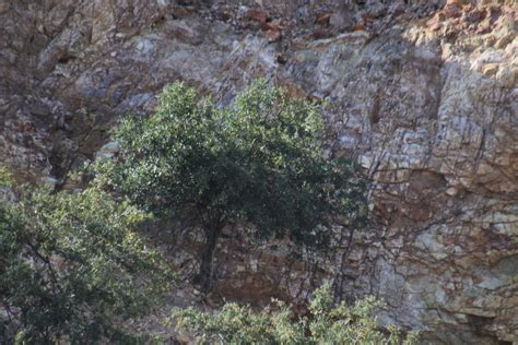 Mexican Blue Oak From Muleg B C S M Xico On March At