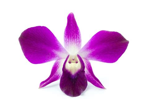 Purple Orchid stock photo. Image of macro, ascocenda - 17484030