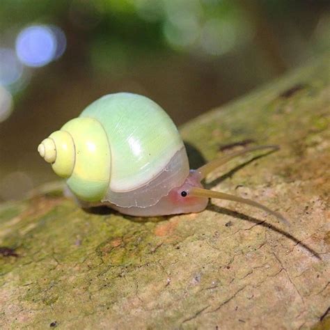 snail  eyes   normal place cute insect close  weird