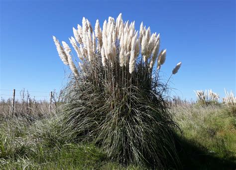 Temperate grassland ecosystems | Earth@Home: Evolution