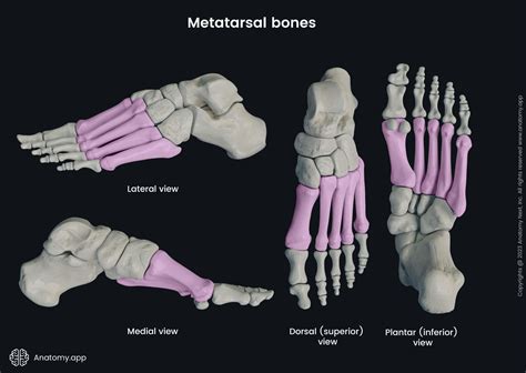 Metatarsal bones | Anatomy.app