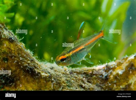 White cloud minnow in home tropical aquarium Stock Photo - Alamy