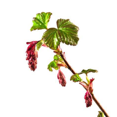 Red Flowering Currant Ribes White Fresh Close, Wet, Nature, Blooming