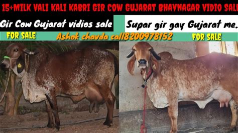 Gir Cow Gujarat Bhavnagar Sale VidioKali Kabri Desi Gir Cow Vidios Sale Milk16 Vali Gir Gay