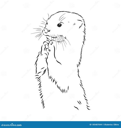 Vector Animal River Common Otter, Otter, Sea Otter, Vector Sketch ...