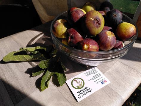 figues figs bol de figue photo gratuite sur pixabay pixabay