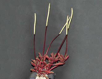 Peperomia graveolens, Пеперомия Гравеоленс, суккулент, Суккулент с ...