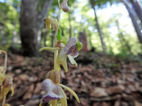 Epipogium Aphyllum Sentieridimontagnait