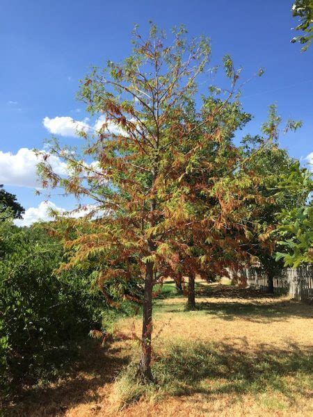 Caring For Trees In A Drought Tree Shepherds