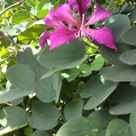 Bauhinia Variegata Orchid Tree In Gardentags Plant Encyclopedia