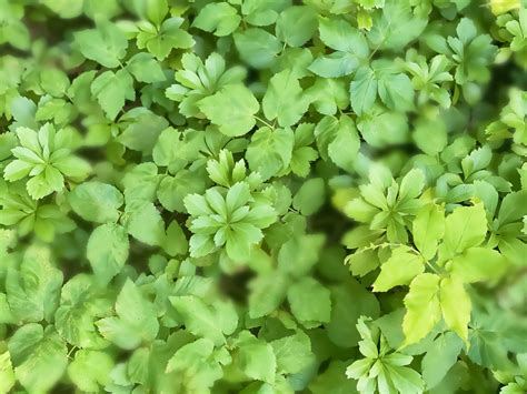 30 Best Ground Cover Plants for a Low-Maintenance Yard