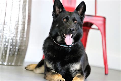 victoria priority  canine