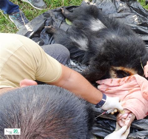 Sloth Bear Cub trapped in a snare, successfully rescued by WTI ...