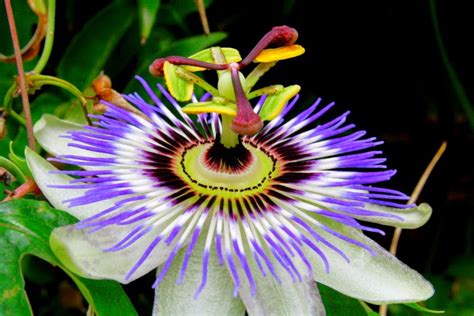 Flor Do Maracujá Doce - DIÁRIO COM A NATUREZA: 04 DE ABRIL - FLOR DO MARACUJÁ - PASSION FLOWER ...