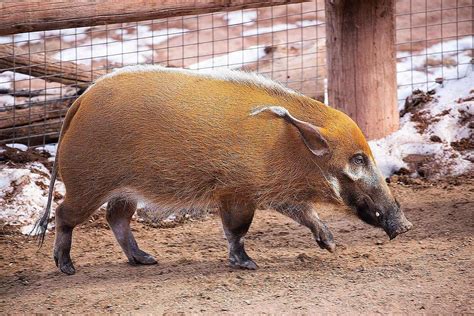 19 Red River Hog Facts