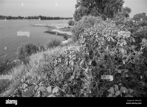 the city of Rees in germany Stock Photo - Alamy
