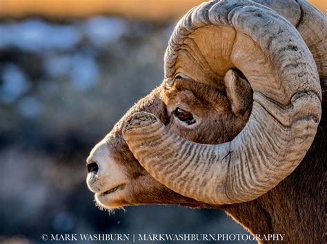 Stud – Bighorn Sheep