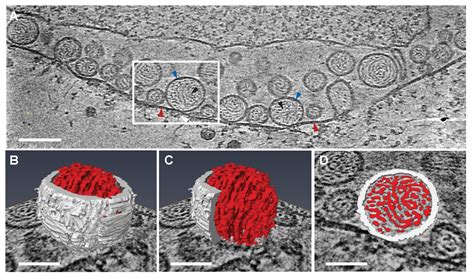 Cryo Electron Tomography Reveals Novel Features Of A Viral Rna Replication Compartment Elife