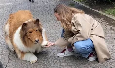 Man Spends Staggering 12 000 To Transform Himself Into A Border Collie