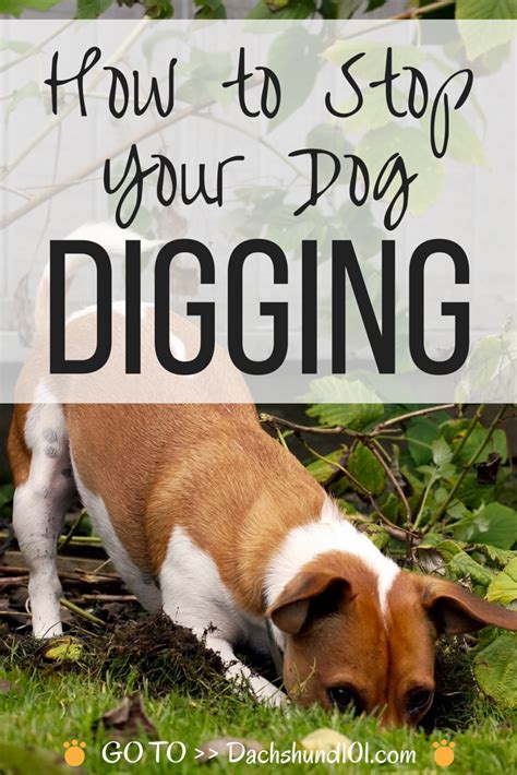 stop  dog  digging stop  dog digging
