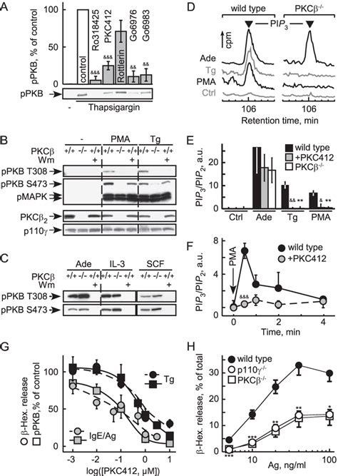 Pkcβ Relays Thapsigargin Induced Pi3kγ Activation A Effect Of Pkc