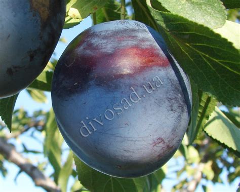 Слива Ненько Фото Описание – Telegraph