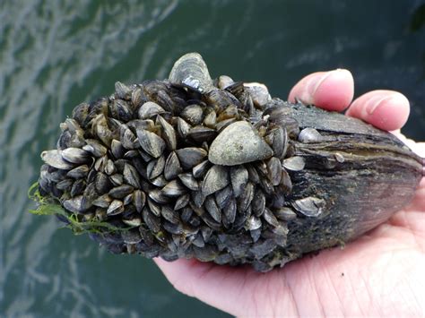 Update on the Invasive Zebra Mussel - LCC