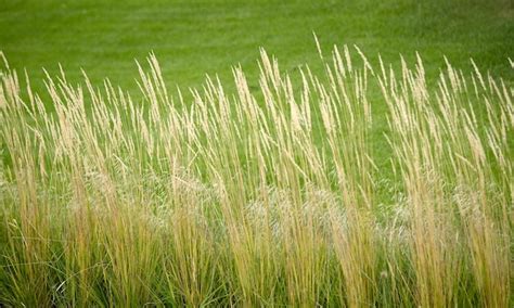 Premium Photo Beautiful Green Lawn