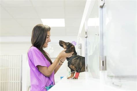 How To Become A Vet Assistant International Career Institute Australia