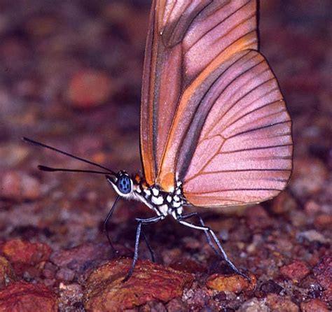 Beautiful Butterfly Nymphalidae Brush Footed Butterflies