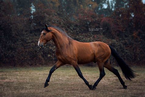 Лошадь с боку (32 фото) в 2022 г | Выездка лошадей, Фото с лошадьми ...