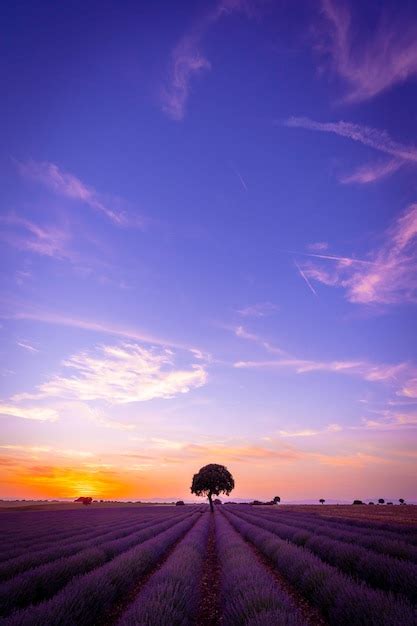 Atardecer En Un Campo De Lavanda Con Copia Espacio Paisaje Natural