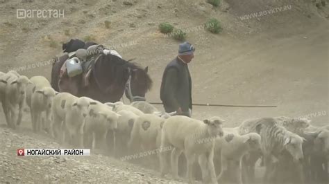 В Дагестане в разгаре перегон скота на зимние пастбища - YouTube