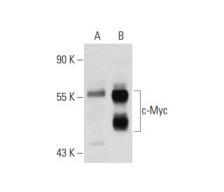 Myc抗体 C 8 SCBT Santa Cruz Biotechnology