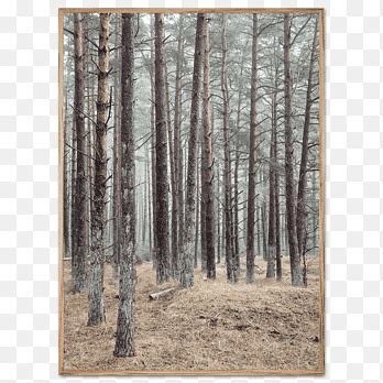 Dense Forest png images | PNGEgg