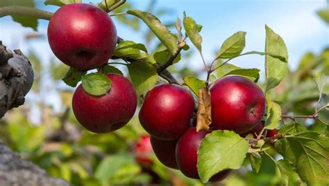 Empire Apple Tree Care