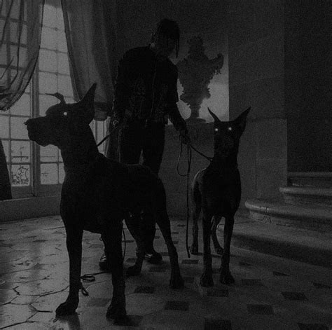 Épinglé par CAOS. sur « scuderi » | Photo chien, Animaux noir et blanc ...