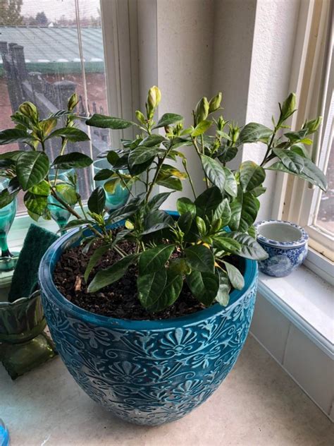 Caring for Gardenias: A Comprehensive Guide - Hunter Games Magazine