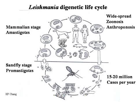 Leishmania Life Cycle