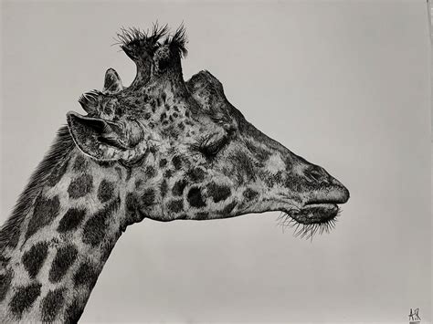 How To Draw A Giraffe With These Realistic Cartoon Drawing Tutorials