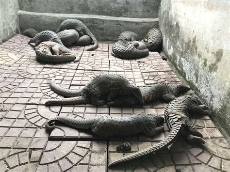 Rescuers Rush To Save Pangolins Seized From Traffickers In Vietnam