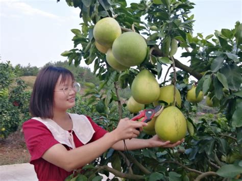 江西南康：“柚”到丰收季 助农采销忙中新网江西新闻