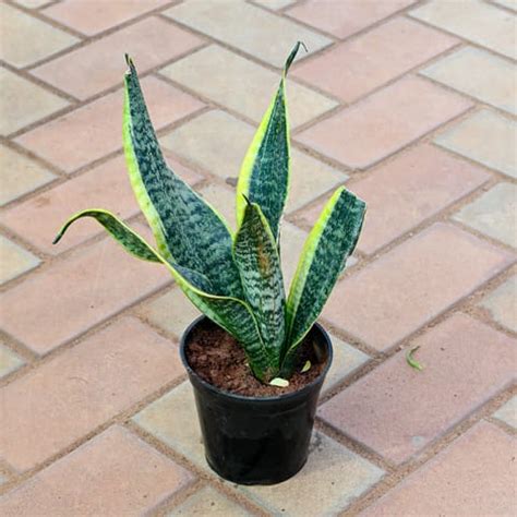 Free Next Day Delivery Snake Dwarf Variegated In Inch Nursery Pot