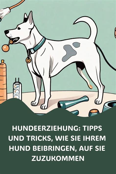 Hundeerziehung Tipps Und Tricks Wie Sie Ihrem Hund Beibringen Auf