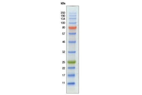 Using Unstained Protein Ladder For Western Blot Rolfepi